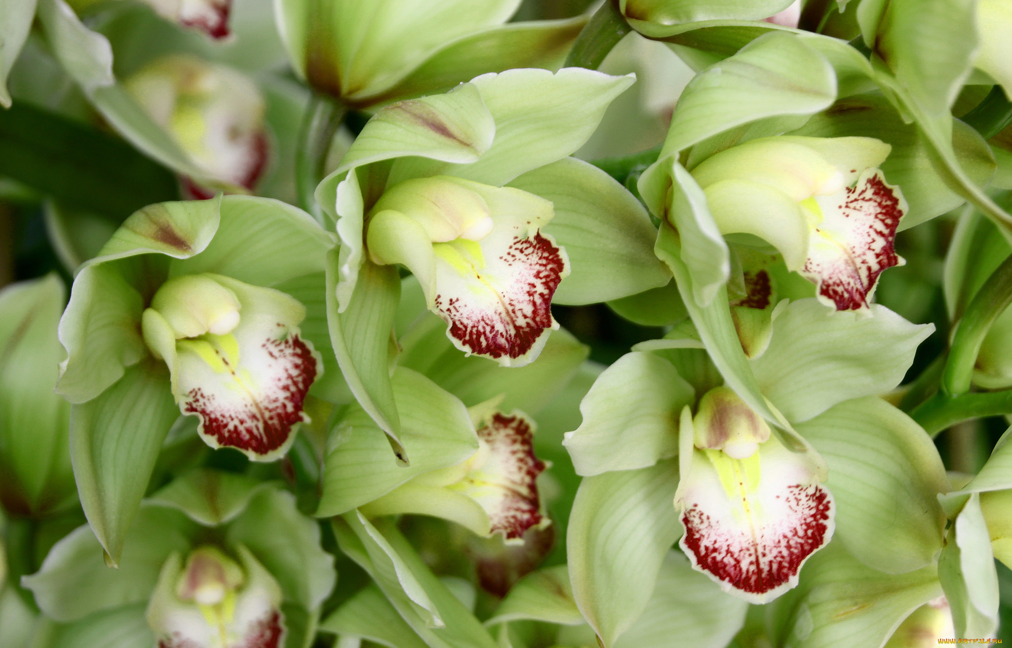 Виды орхидеи Камбрии